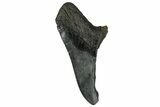 Partial Fossil Megalodon Tooth - South Carolina #331559-1